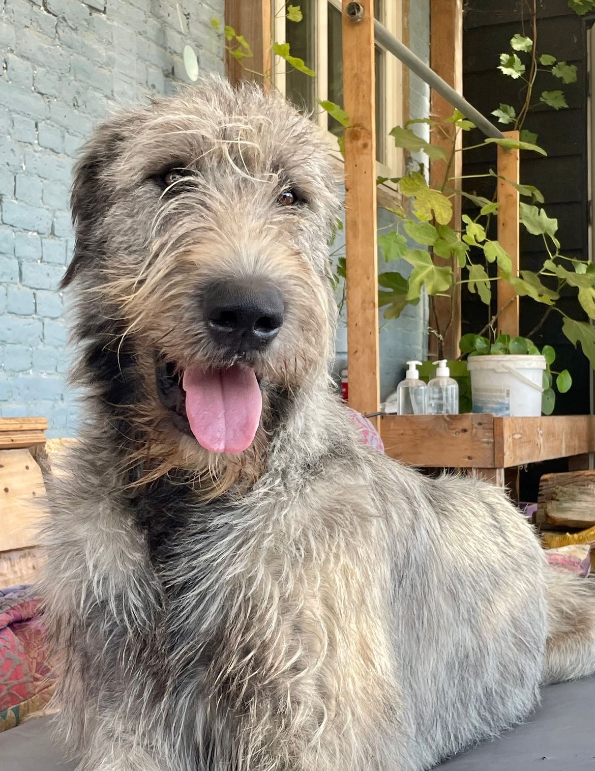 Archie, 08-09-2023