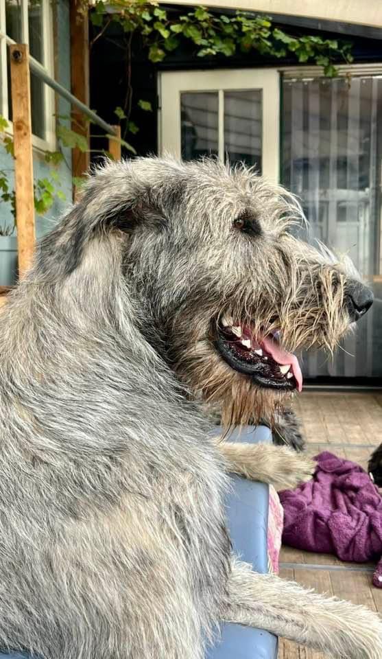 Archie, 08-09-2023