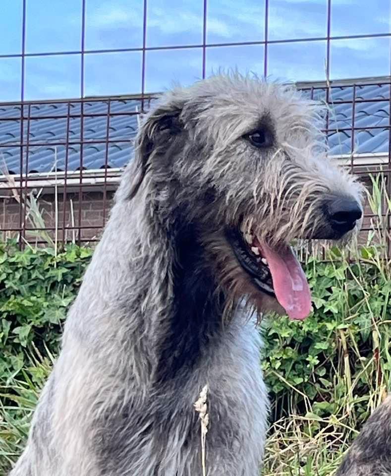 Archie, 08-09-2023