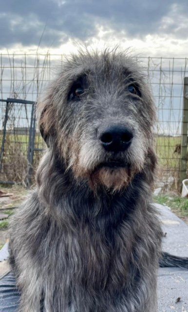 Aengus